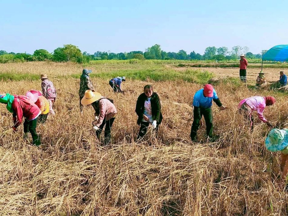 กิจกรรมกินข้าวป่าทำนาโฮม สืบสานภูมิปัญญาผ่านกิจกรรมของโรงเรียนผู้สูงอายุชุมชนตำบลหนองเรือ